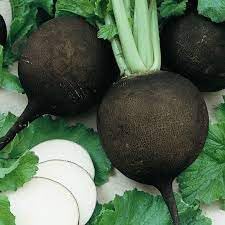 Black Spanish Radish Seeds for Planting heirloom & Non-GMO Seeds